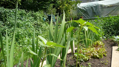 Im Gemeinschaftsgarten kann jeder für sich gärtnern oder auch auf die Erfahrungsschätze der anderen Gärtner zurückgreifen.