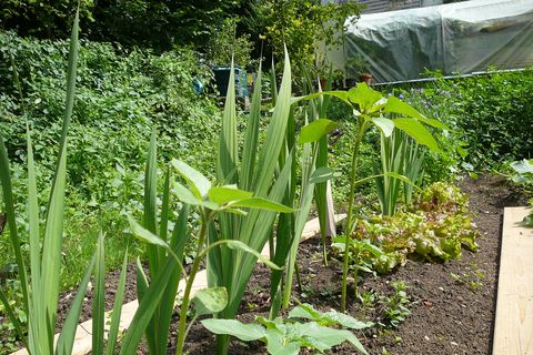 Im Gemeinschaftsgarten kann jeder für sich gärtnern oder auch auf die Erfahrungsschätze der anderen Gärtner zurückgreifen.