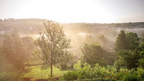 Die Stadt Dornstetten ist umgeben von grüner Natur. Damit dieser schöne Lebensraum auch für die Zukunft erhalten bleibt, lädt die Stadt jetzt zum Projekt "Klimaschutz in Dornstetten – gemeinsam mit den Bürgerinnen und Bürgern" ein.